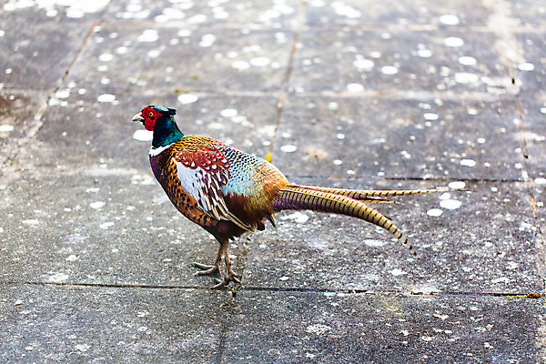 포토 JPG 해외이미지 남자 음식 포장 사람없음 걷기 정원 회색 기다림 닫기 집중 타일 꼬리 공포 꿩 콘크리트 해외202004 해외포토 컬러 컨셉 모션 조류 사람 파일형식 이미지허브