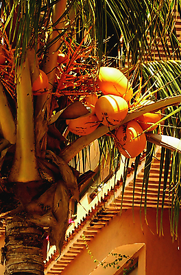 포토 JPG 해외이미지 나무 식물 음식 여행 잎 꽃무늬 과일 손바닥 사람없음 노란색 스파 나뭇가지 남아메리카 숲 생물학 베네수엘라 지리 해외202004 해외포토 손 교육 꽃 컬러 무늬 아메리카 파일형식 이미지허브