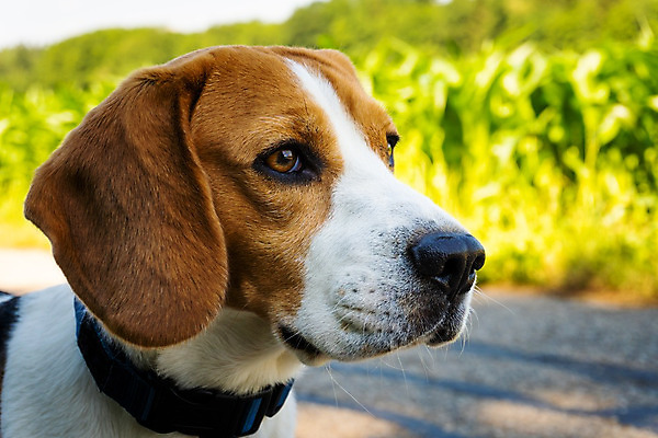 포토 JPG 해외이미지 동물 배너 행복 도로 백그라운드 포유류 자연 털 미소 사람없음 야외 여름 반려동물 머리 우주 흰색 시골 뜨거움 입 개 달콤 강아지 치아 모피 혀 귀 송곳니 해외202004 해외포토 계절 감정 길 컬러 교통시설 표정 신체부위 소화기관 맛 생태계 파일형식 이미지허브