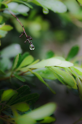 포토 JPG 해외이미지 식물 꽃 자연 사람없음 해외202004 해외포토 생태계 파일형식 이미지허브