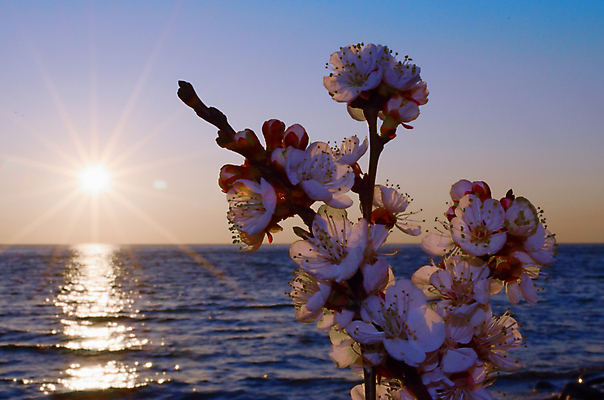포토 JPG 해외이미지 나무 식물 계절 공원 꽃 바다 분홍색 백그라운드 꽃무늬 자연 하늘 새해 이벤트 사람없음 물 파란색 정원 일본 맑음 축제 봄 벚꽃 흰색 나뭇가지 신선 시간 개화 체리 4월 내추럴 고립 수평선 해외202004 해외포토 자연요소 공공시설 아시아 컬러 무늬 과일 날씨 날짜 생태계 파일형식 이미지허브