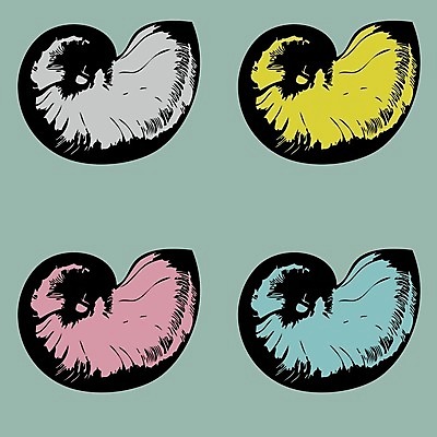 EPS 해외이미지 모양 바다 패턴 곡선 일러스트 부분 자연 추상 조개 연체동물 실내 나선형 세트 성장 소용돌이 껍질 심볼 회의실 오브젝트 장면 화석 고립 꼬투리 대칭 앵무조개 이국적 해외202004 해외일러스트 선 무늬 어패류 무척추동물 내부 회오리 생태계 파일형식 벡터 이미지허브