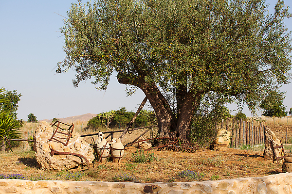 포토 JPG 해외이미지 나무 계절 밭 건조 사람없음 흙 시골 항아리 밭일 쟁기 해외202004 해외포토 식물 농업 도자기 파일형식 이미지허브