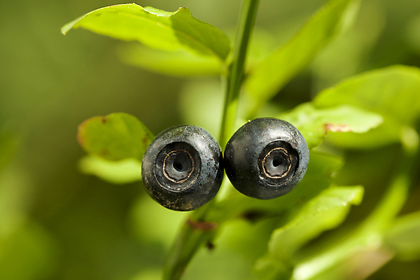 포토 JPG 해외이미지 열매 음식 줄기 잎 2 과일 자연 사람없음 검은색 큼 블루베리 그리너리 해외202004 해외포토 식물 컬러 크기 생태계 파일형식 트랜드컬러 이미지허브