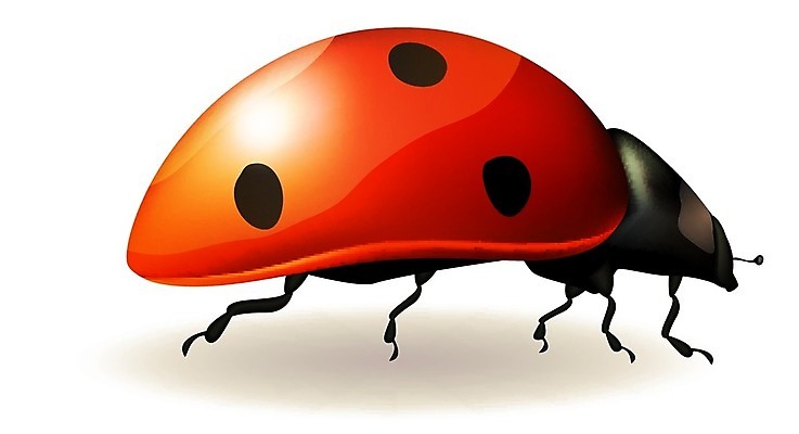 EPS 해외이미지 식물 동물 1 계절 행복 곤충 백그라운드 일러스트 자연 안테나 빨간색 빛 환경 봄 흰색 점 닫기 벌레 작음 만화 딱정벌레 묘사 오브젝트 생물학 무당벌레 광택 내추럴 기어가기 고립 해외202004 해외일러스트 교육 감정 컬러 통신 모션 크기 생태계 파일형식 벡터 이미지허브