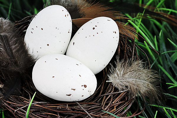 포토 JPG 해외이미지 계절 자연 조류 휴가 부활절 선물 사람없음 야외 가로 갈색 정원 봄 흰색 나뭇가지 시골 점 얼룩 막대기 닫기 둥지 심볼 깃털 그림 부활절계란 서식지 내추럴 정물화 해외202004 해외포토 나무 동물 기념일 컬러 모션 계란 생태계 파일형식 이미지허브