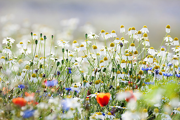 포토 JPG 해외이미지 식물 계절 꽃 자연 사람없음 야외 빨간색 컬러풀 봄 벚꽃 시골 개화 데이지 양귀비 수레국화 해외202004 해외포토 컬러 생태계 파일형식 이미지허브