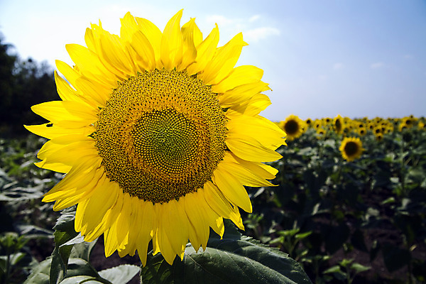 포토 JPG 해외이미지 식물 꽃잎 꽃 줄기 백그라운드 잎 밭 농업 자연 하늘 해바라기 기술 씨앗 풍경 사람없음 초록색 여름 파란색 농작물 햇빛 농장 노란색 머리 환경 정원 활발 수확 성장 벚꽃 시골 그룹 황금 오브젝트 장면 꽃가루 멀티 세련 해외202004 해외포토 계절 산업 컬러 컨셉 신체부위 태양 가루 생태계 파일형식 이미지허브