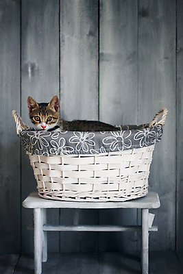 포토 JPG 해외이미지 동물 1 백그라운드 털 사람없음 목재 반려동물 머리 바구니 고양이 흰색 작음 모피 솜털 거짓말 해외202004 해외포토 나무 컬러 재료 포유류 신체부위 크기 파일형식 이미지허브