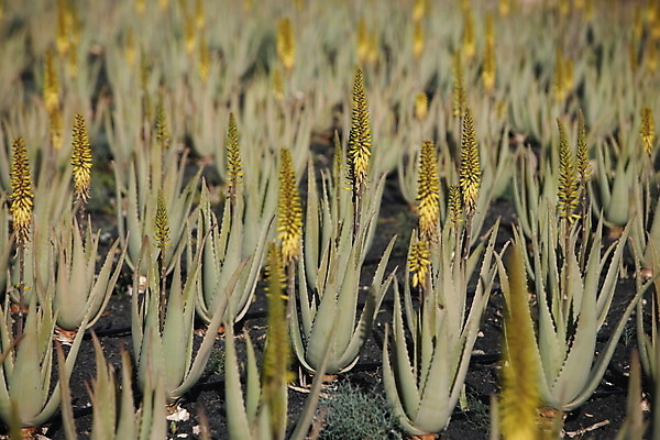 포토 JPG 해외이미지 식물 유럽 자연 선인장 사람없음 스페인 해외202004 해외포토 나라 생태계 파일형식 이미지허브