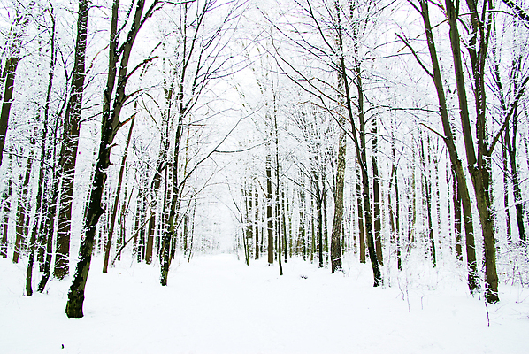 포토 JPG 해외이미지 주간 나무 겨울 자연 산 사람없음 야외 눈 눈길 나무길 겨울풍경 해외202004 눈덮임 해외포토 자연요소 식물 계절 길 컨셉 날씨 눈_날씨 풍경 생태계 파일형식 이미지허브