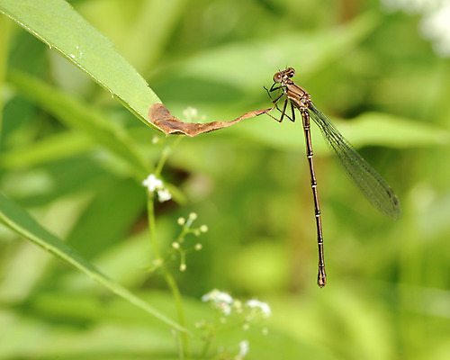 포토 JPG 해외이미지 야생동물 곤충 자연 사람없음 야외 벌레 해외202004 해외포토 동물 생태계 파일형식 이미지허브