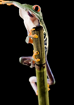 포토 JPG 해외이미지 한마리 야생동물 검은배경 실내 매달리기 양서류 사람없음 청개구리 잎줄기 해외202004 해외포토 동물 1 줄기 백그라운드 모션 개구리 내부 검은색 파일형식 이미지허브