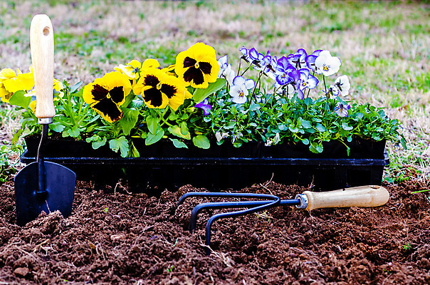 포토 JPG 해외이미지 식물 계절 꽃 꽃무늬 농업 자연 주택 사람없음 야외 정원 흙 봄 장비 성장 벚꽃 도구 공구 개화 모종삽 삽 제비꽃 원예 화단 먼지 뒤뜰 땅바닥 땅파기 비올라 심기 원예사 해외202004 해외포토 직업 산업 무늬 모션 바닥 취미 건물 생태계 파일형식 찰현악기 이미지허브