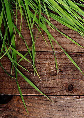 포토 JPG 해외이미지 식물 디자인 문화 벽 백그라운드 잎 패턴 자연 벽지 탁자 표면 추상 바닥 주택 프레임 사람없음 야외 건물 목재 장식 초록색 컬러풀 갈색 우주 정원 수확 골동품 신선 판넬 질감 복고 내추럴 그런지 옛날 스타일 해외202004 해외포토 나무 건축물 컬러 가구 무늬 농업 재료 생태계 파일형식 이미지허브