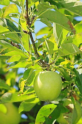 포토 JPG 해외이미지 나무 식물 계절 음식 잎 과일 자연 건강 사람없음 야외 초록색 파란색 일본 가을 신선 사과 밭일 해외202004 해외포토 아시아 컬러 생태계 파일형식 이미지허브