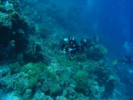 포토 JPG 해외이미지 식물 동물 야생동물 잎 자연 표면 어류 사람없음 초록색 물 여름 반사 사진촬영 수중 투명 스노클링 산호 잠수부 잠수함 암초 동물상 해외202004 해외포토 자연요소 계절 컬러 조형물 촬영 수중동물 수상스포츠 자포동물 전문직 생태계 파일형식 이미지허브