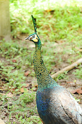 포토 JPG 해외이미지 나무 동물 1 야생동물 백그라운드 잎 오렌지 노래 자연 조류 휴식 종류 앉기 사람없음 야외 빨간색 초록색 파란색 우주 봄 회색 흰색 나뭇가지 공작 묘사 싱글 생물학 서식지 생태학 해외202004 해외포토 식물 계절 교육 음악 컬러 컨셉 과일 모션 생태계 파일형식 이미지허브