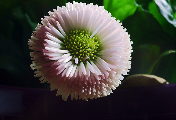 포토 JPG 해외이미지 식물 꽃잎 꽃 꽃다발 잎 자연 사람없음 장식 정원 종 개화 묘사 데이지 폴란드 해외202004 해외포토 유럽 생태계 파일형식 이미지허브