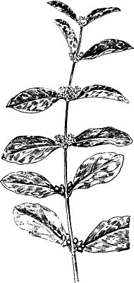 EPS 해외이미지 선 잎 일러스트 미술 검은색 흰색 인도인 그림 판화 건포도 해외202004 해외일러스트 외국인 식물 컬러 포도 문화예술 동양인 건과일 파일형식 벡터 이미지허브