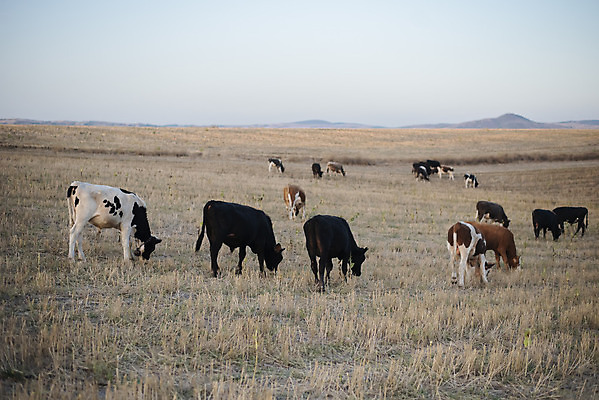 포토 JPG 해외이미지 동물 구름 백그라운드 밭 농업 포유류 자연 하늘 새로움 풍경 사람없음 초록색 여름 파란색 태양 농장 농경지 갈색 환경 검은색 가축 봄 목장 소고기 우유 흰색 시골 소 군중 방목 땅 먹기 언덕 황소 송아지 밭일 찰과상 목가 해외202004 해외포토 자연요소 계절 산업 새끼 컬러 컨셉 모션 유제품 육류 사람 축산업 상처 생태계 파일형식 이미지허브