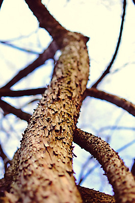 포토 JPG 해외이미지 나무 식물 공원 선 백그라운드 패턴 자연 표면 날씨 추상 건조 사람없음 목재 빨간색 태양 갈색 환경 나뭇가지 소나무 거친 역사 보호 숲 장작 피부 묘사 질감 나무껍질 코르크 잡동사니 거인 내추럴 평행 수목 썩음 옛날 울퉁불퉁 해외202004 해외포토 자연요소 공공시설 컬러 컨셉 무늬 재료 신체부위 껍질 생태계 파일형식 이미지허브
