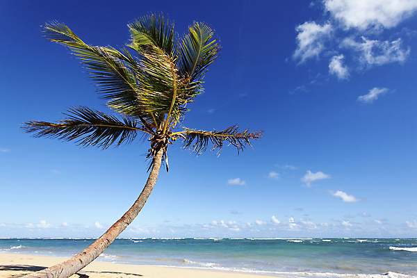 포토 JPG 해외이미지 나무 물결 모래 파도 바다 섬 여행 휴가 열대 손바닥 사람없음 여름 꿈 천국 공화국 파라다이스 해외202004 해외포토 식물 손 계절 나라 파일형식 이미지허브