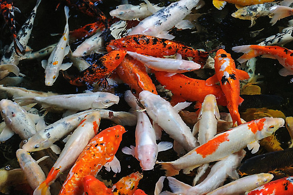 포토 JPG 해외이미지 동물 아시아 호수 음식 파도 백그라운드 오렌지 자연 표면 휴식 어류 동양인 사람없음 야외 빨간색 물 반려동물 컬러풀 반사 노란색 정원 일본 검은색 수중 희망 거울 흰색 연못 신선 그룹 황금 금붕어 수족관 잉어 내추럴 해외202004 해외포토 자연요소 감정 나라 바다 컬러 컨셉 과일 인종 수중동물 생태계 파일형식 이미지허브