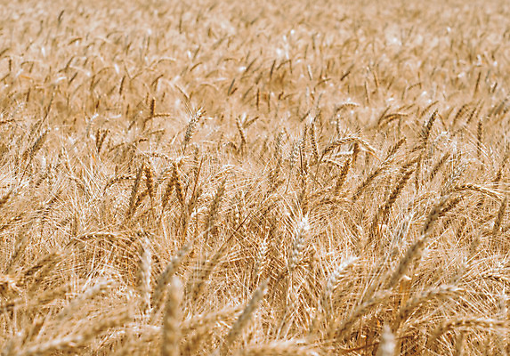 포토 JPG 해외이미지 식물 문화 줄기 백그라운드 잎 패턴 밭 농업 자연 들기 사람없음 여름 농장 농사 낟알 밀 순수 내추럴 밭일 해외202004 해외포토 계절 산업 컨셉 무늬 모션 곡류 생태계 파일형식 이미지허브