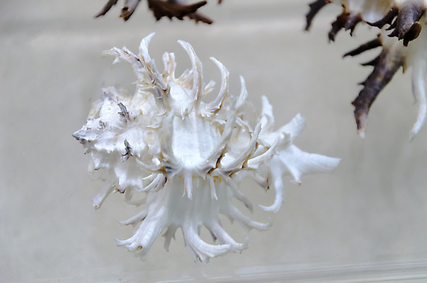 포토 JPG 해외이미지 동물 전통 디자인 옷 별 음식 모래 파도 바다 백그라운드 컨셉 패턴 바지 자연 표면 휴가 조개 불가사리 파노라마 종류 미술 사람없음 야외 장식 물 파란색 컬러풀 유행 환경 어둠 여러개 껍질 흰색 직물 도시 면 혼합 남색 수집 묘사 질감 땀 캔버스 가리비 섬유 내추럴 그런지 옛날 스타일 많음 해외202004 해외포토 자연요소 컬러 다수 무늬 하의 문화예술 어패류 극피동물 촬영기법 생태계 파일형식 이미지허브