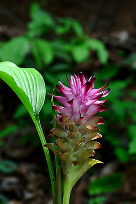 포토 JPG 해외이미지 식물 꽃잎 꽃 음식 줄기 분홍색 여행 백그라운드 잎 꽃무늬 자연 벽지 사람없음 빨간색 초록색 여름 컬러풀 노란색 정원 보라색 봄 활발 튤립 벚꽃 흰색 신선 개화 닫기 약초 인도인 생강 내추럴 영원 강황 해외202004 해외포토 외국인 계절 컬러 컨셉 무늬 채소 식재료 모션 동양인 풀_식물 생태계 파일형식 이미지허브