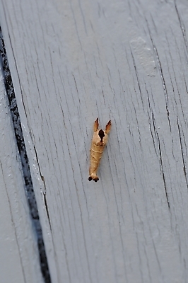 포토 JPG 해외이미지 동물 곤충 자연 사람없음 야외 파란색 문 야간 동물상 해외202004 해외포토 자연요소 컬러 조형물 생태계 파일형식 이미지허브