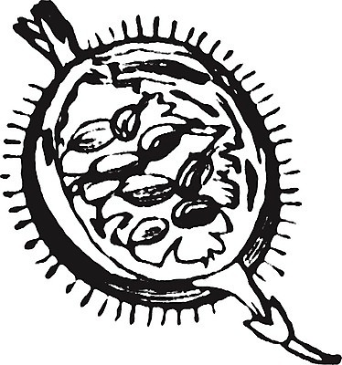 EPS 해외이미지 식물 열매 선 과일 일러스트 미술 사람없음 검은색 흰색 그림 판화 구스베리 해외202004 해외일러스트 컬러 문화예술 파일형식 벡터 이미지허브