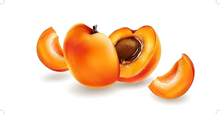 EPS 해외이미지 일러스트 살구 해외202004 해외일러스트 과일 파일형식 벡터 이미지허브