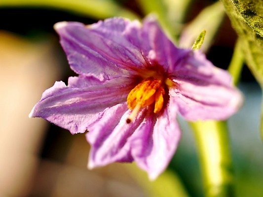 포토 JPG 해외이미지 식물 꽃잎 꽃 분홍색 꽃무늬 오렌지 자연 국화 사람없음 빨간색 여름 세트 컬러풀 장미 노란색 보라색 봄 활발 벚꽃 흰색 신선 개화 그룹 난초 변화 선택 백합 자르기 수집 달리아 제비꽃 묘사 코스모스 데이지 붓꽃 고립 섞기 아욱 많음 피튜니아 해외202004 해외포토 계절 컬러 컨셉 무늬 과일 모션 생태계 파일형식 이미지허브