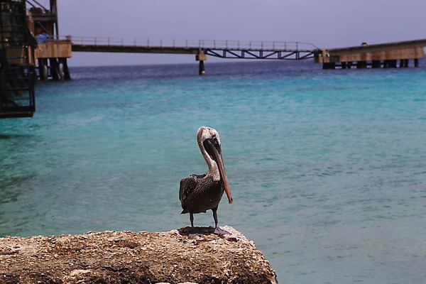 포토 JPG 해외이미지 동물 야생동물 바다 섬 여행 백그라운드 날개 자연 조류 사람 앉기 해변 사람없음 야외 물 여름 머리 금지 만 펠리컨 깃털 부리 장면 해외202004 해외포토 자연요소 계절 모션 신체부위 생태계 파일형식 이미지허브
