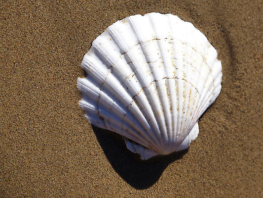 포토 JPG 해외이미지 모래 분홍색 2 오렌지 휴가 불가사리 그림자 서기 사람없음 세로 질감 구성 이국적 해외202004 해외포토 컬러 과일 모션 극피동물 파일형식 이미지허브