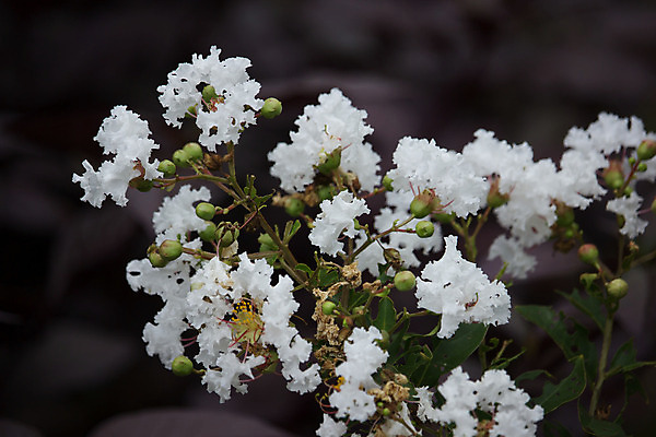 포토 JPG 해외이미지 나무 식물 꽃 분홍색 백그라운드 꽃무늬 태국 자연 하늘 사람없음 야외 여름 컬러풀 환경 정원 봄 벚꽃 개화 트럼펫 해외202004 해외포토 계절 아시아 컬러 무늬 금관악기 생태계 파일형식 이미지허브