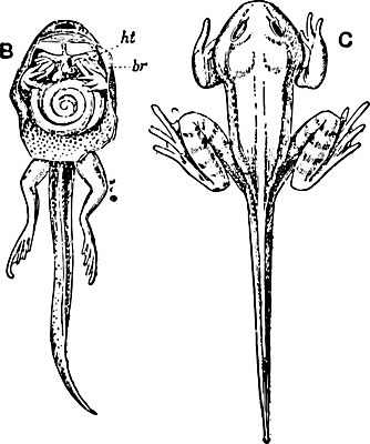 EPS 해외이미지 선 일러스트 실내 미술 사람없음 야외 검은색 흰색 그림 판화 변태 해외202004 해외일러스트 컬러 문화예술 내부 파일형식 벡터 이미지허브