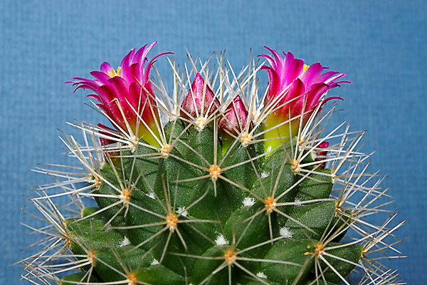 포토 JPG 해외이미지 식물 꽃 자연 선인장 사람없음 초록색 어둠 오브젝트 해외202004 해외포토 컬러 생태계 파일형식 이미지허브