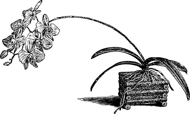 EPS 해외이미지 꽃 선 일러스트 종류 미술 사람없음 검은색 달 가을 흰색 난초 그림 호접란 판화 나방 해외202004 해외일러스트 자연요소 식물 계절 컬러 곤충 문화예술 파일형식 벡터 이미지허브