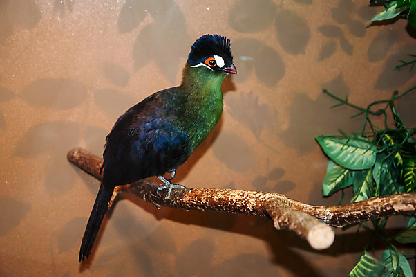 포토 JPG 해외이미지 동물 야생동물 백그라운드 아프리카 자연 조류 동물원 사람없음 초록색 컬러풀 활발 열대우림 깃털 호기심 부리 앵무새 갈기 노려봄 내추럴 이국적 잉꼬 해외202004 해외포토 감정 나라 컬러 컨셉 표정 숲 생태계 파일형식 이미지허브