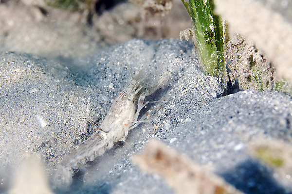 포토 JPG 해외이미지 식물 동물 모래 바다 백그라운드 자연 새우 어류 사람없음 물 파란색 컬러풀 바닷속 수중 광선 산호 아래 장면 암초 깊이 소금물 이국적 침몰 파라다이스 해외202004 해외포토 자연요소 컬러 갑각류 수중동물 자포동물 방향 생태계 위치 파일형식 이미지허브