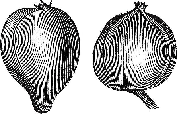 EPS 해외이미지 모양 계절 음식 백그라운드 과일 일러스트 건조 건강 미술 사람없음 검은색 견과류 골동품 흰색 신선 맛 그림 판화 내추럴 옛날 피칸 억울 해외202004 해외일러스트 감정 컬러 컨셉 문화예술 파일형식 벡터 이미지허브