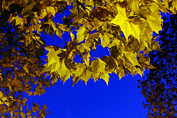 포토 JPG 해외이미지 나무 계절 공원 백그라운드 단풍 잎 패턴 오렌지 자연 하늘 프레임 사람없음 야외 빨간색 파란색 빛 햇빛 노란색 활발 가을 흰색 변화 숲 9월 11월 묘사 오브젝트 질감 10월 옛날 많음 해외202004 해외포토 식물 공공시설 컬러 컨셉 무늬 과일 태양 날짜 생태계 파일형식 이미지허브