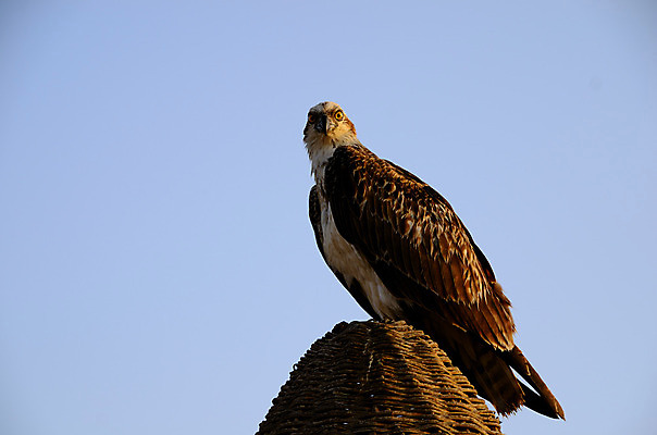 포토 JPG 해외이미지 동물 아이콘 호수 물결 야생동물 바다 백그라운드 날개 자연 조류 휴가 사랑 사람없음 물 파란색 빛 강 태양 반사 평화 검은색 침묵 일몰 봄 흰색 하트 연못 황무지 우아함 깃털 백조 독수리 반사경 단아함 해외202004 해외포토 자연요소 모양 계절 감정 컬러 컨셉 노을 소리 생태계 파일형식 이미지허브