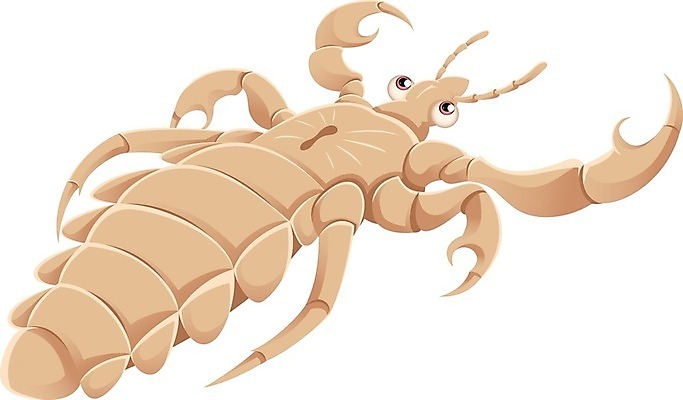 EPS 해외이미지 동물 1 디자인 실루엣 곤충 백그라운드 일러스트 자연 건강 미술 사람 성인 그래픽 머리 검은색 흰색 해충 벌레 질병 만화 심볼 피부 사인 그림 생물학 기생충 고립 위생관리 해외202004 해외일러스트 교육 컬러 의학 문화예술 촬영기법 관리 신체부위 바이러스 생태계 파일형식 벡터 이미지허브