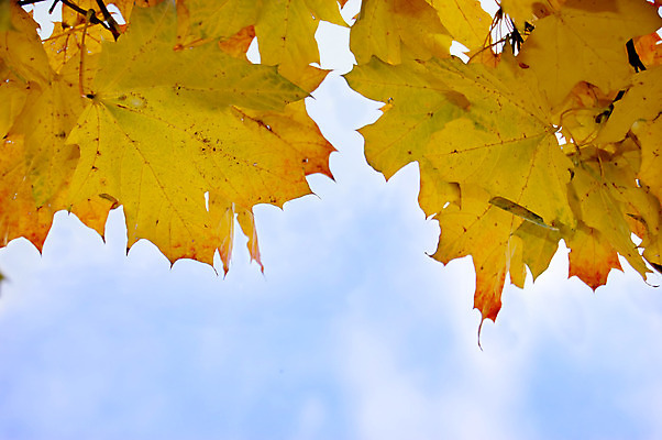 포토 JPG 해외이미지 나무 식물 계절 공원 백그라운드 단풍 잎 캐나다 오렌지 자연 하늘 사람없음 야외 빨간색 초록색 파란색 컬러풀 햇빛 노란색 환경 가을 나뭇가지 황금 숲 9월 질감 10월 내추럴 옛날 해외202004 해외포토 공공시설 컬러 북아메리카 과일 태양 날짜 생태계 파일형식 이미지허브