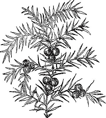 EPS 해외이미지 식물 줄기 잎 과일 일러스트 종류 미술 사람없음 검은색 골동품 성장 흰색 역사 그림 생물학 상록수 침엽수 판화 옛날 향나무 해외202004 해외일러스트 나무 교육 컬러 문화예술 파일형식 벡터 이미지허브