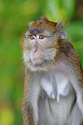 포토 JPG 해외이미지 나무 동물 야생동물 포유류 사람없음 초록색 갈색 원숭이 황무지 숲 해외202004 해외포토 식물 컬러 파일형식 이미지허브